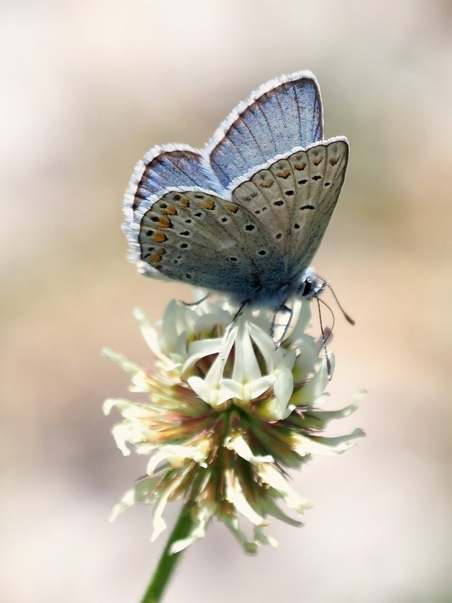 Polyommatus eros